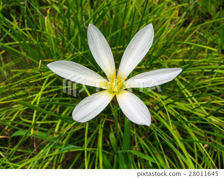 蔥蘭 Zephyr Lily 28011645