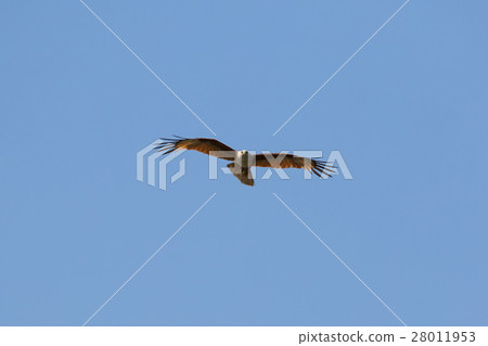 Brahminy kite(Haliastur indus) flying on sky 28011953