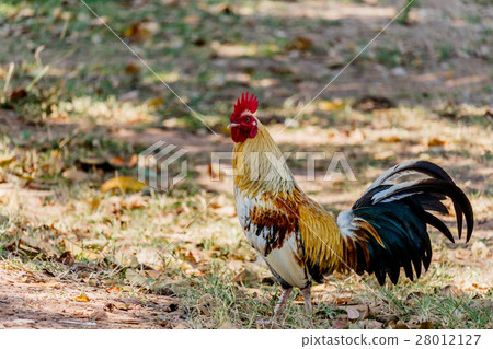 colorful rooster on nature background colorful rooster on nature background 28012127