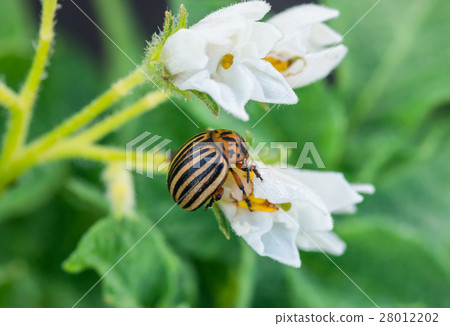 Colorado potato beetle eating potato flowers 28012202