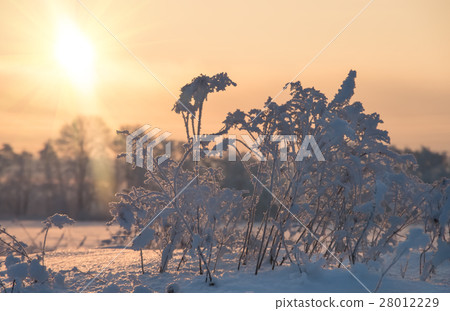 winter sunrise in the field, natural background 28012229