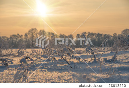 winter sunrise in the field, natural background winter sunrise in the field, natural background 28012230