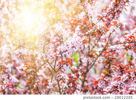 flowers and young leaves of cherry wood sakura flowers and young leaves of cherry wood sakura 28012285
