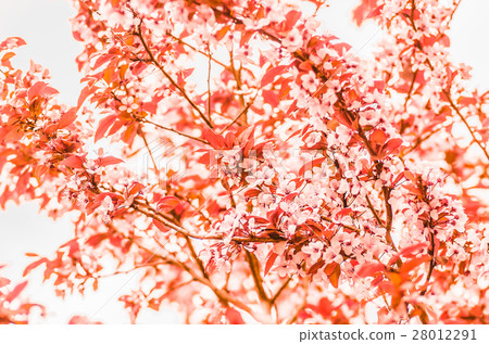 flowers and young leaves of cherry wood sakura 28012291