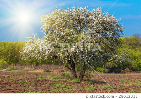 bloom lonely big tree pear in a field, spring day 28012313