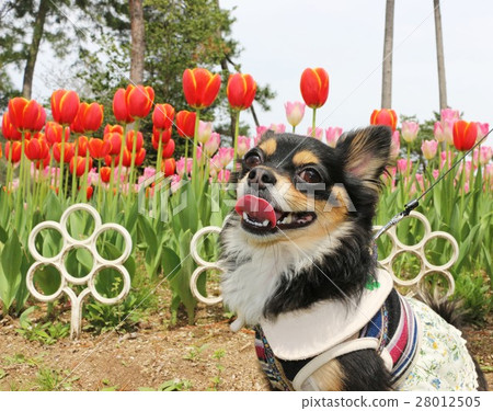 鬱金香和笑臉巧克力 鬱金香和笑臉巧克力 28012505