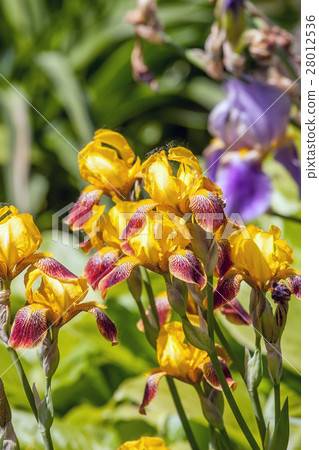 Decorative iris blossoms Decorative iris blossoms 28012536