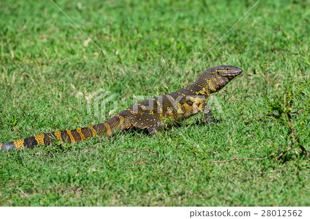 Nile monitor or Varanus niloticus Nile monitor or Varanus niloticus 28012562