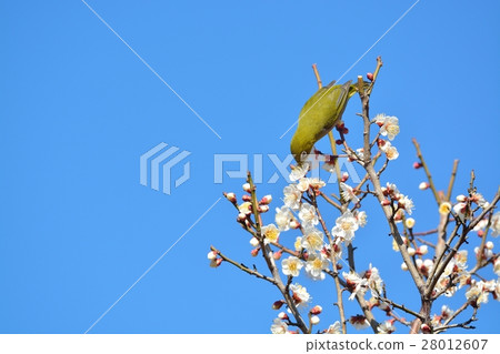 Plum blossoms and mezzo (N) Plum blossoms and mezzo (N) 28012607