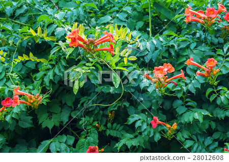 Beautiful trumpet creeper Beautiful trumpet creeper 28012608