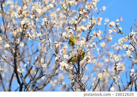 梅花和兩隻母鴨（N） 28012620