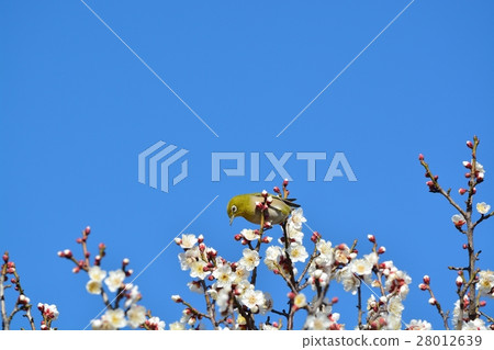 Plum blossoms and mezzo (N) Plum blossoms and mezzo (N) 28012639