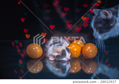 kitty cat sleeping on glass kitty cat sleeping on glass 28012917