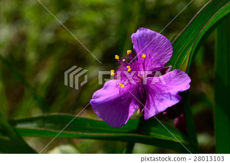 Purplish grass flowers 28013103