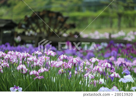 Flower of Nagasawa-ji Temple 28013920