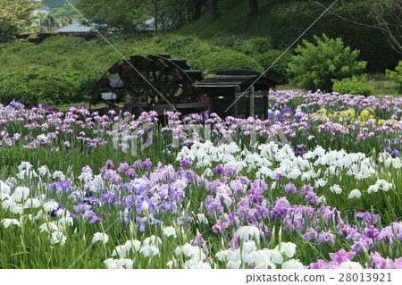 長澤寺的花 28013921