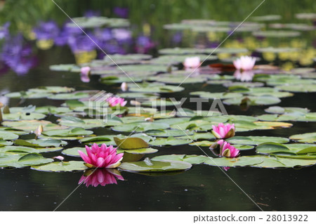 Water lily of the Nagasawara Temple flower garden 28013922