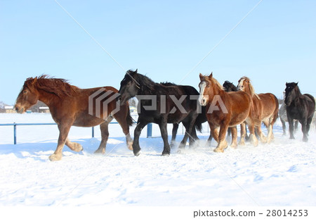 Horse chasing campaign Horse chasing campaign 28014253