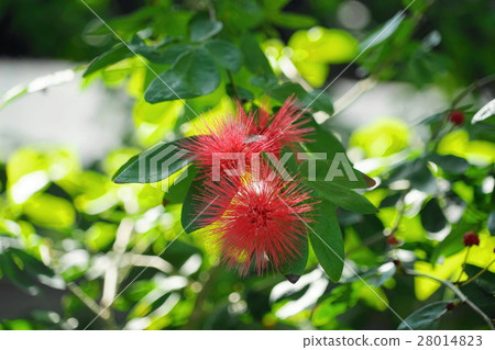 1月熱帶植物Cali Andorra,Emulsinata和Legume 28 1月熱帶植物Cali Andorra,Emulsinata和Legume 28 28014823