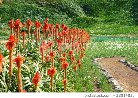 January Flower Aloe Aloe family 19 Nunikisaki January Flower Aloe Aloe family 19 Nunikisaki 28014833