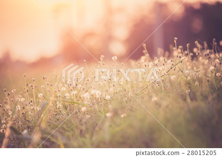 Unwanted flora with rim light, warm retro style 28015205