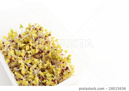 Broccoli sprout growing Broccoli sprout growing 28015636