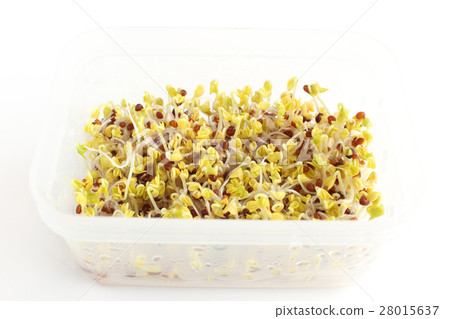 Broccoli sprout growing Broccoli sprout growing 28015637