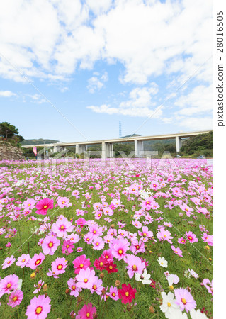 Kin-cho Iryo-ku Cosmos Festival Kin-cho Iryo-ku Cosmos Festival 28016505