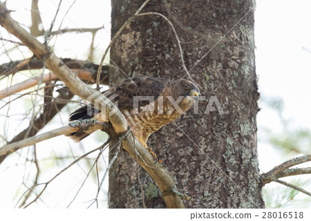 Perched, resting Red-Tail hawk on a tree branch. Perched, resting Red-Tail hawk on a tree branch. 28016518