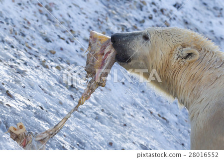 Close-up of a polarbear (icebear) eating something Close-up of a polarbear (icebear) eating something 28016552