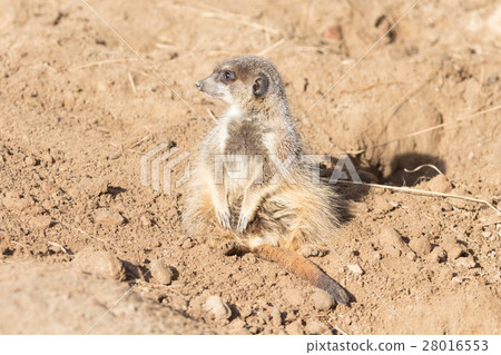 Meerkat on guard duty Meerkat on guard duty 28016553