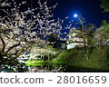 櫻花的景點 28016659