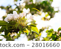 蘋果花 28016660