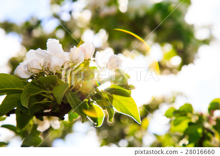 蘋果花 蘋果花 28016660