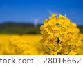 強姦開花 28016662
