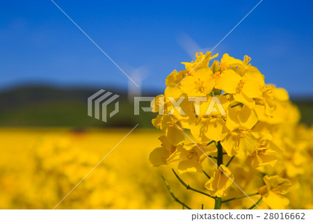 強姦開花 強姦開花 28016662