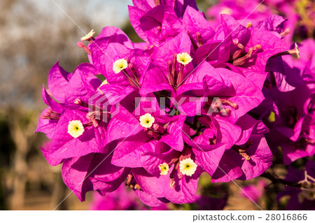 bougainvillea flowers in garden, close-up,  view 28016866