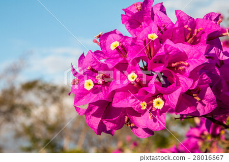 bougainvillea flowers in garden, close-up,  view 28016867