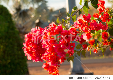 bougainvillea flowers in garden, close-up, view bougainvillea flowers in garden, close-up, view 28016875