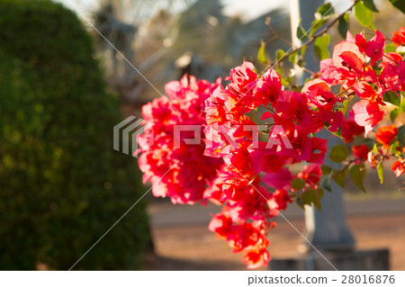 bougainvillea flowers in garden, close-up,  view 28016876