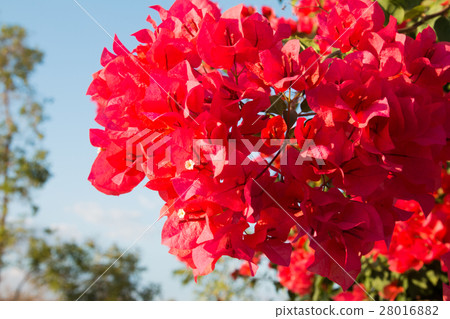 bougainvillea flowers in garden, close-up,  view 28016882