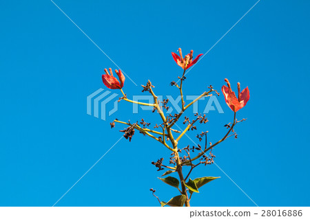 bougainvillea flowers in garden, close-up,  view 28016886