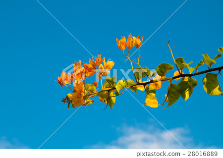 bougainvillea flowers in garden, close-up,  view 28016889