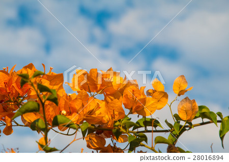 bougainvillea flowers in garden, close-up,  view 28016894