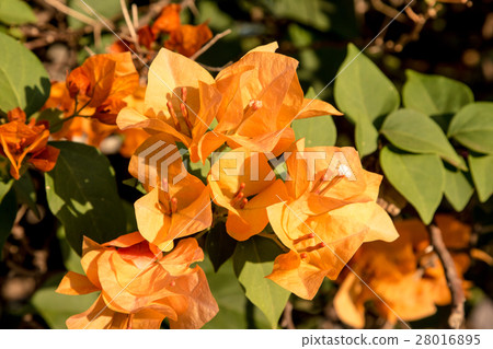 bougainvillea flowers in garden, close-up,  view 28016895