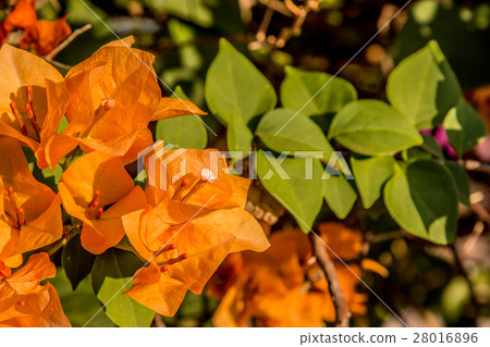 bougainvillea flowers in garden, close-up,  view 28016896