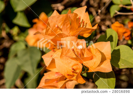 bougainvillea flowers in garden, close-up,  view 28016898