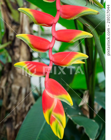 Heliconia Rostrata 'Hanging Lobster Claw' Tropical Heliconia Rostrata 'Hanging Lobster Claw' Tropical 28017044