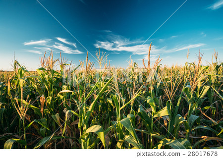 Green Maize Corn Field Plantation In Summer 28017678