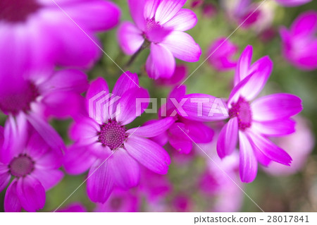 瓜葉菊花 瓜葉菊花 28017841
